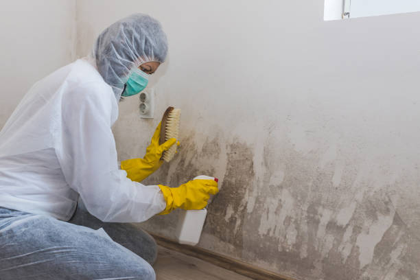 Crawl Space Mold Removal in Lawtey, FL
