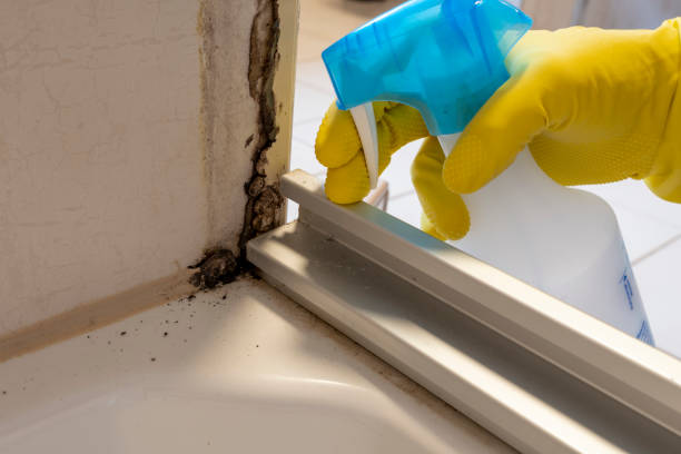 Best Same-Day Mold Removal  in Lawtey, FL