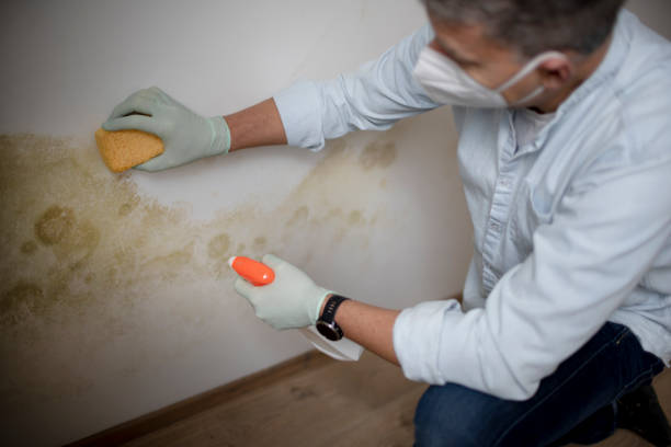 Best Fast Mold Removal  in Lawtey, FL