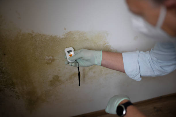 Best Black Mold Removal  in Lawtey, FL