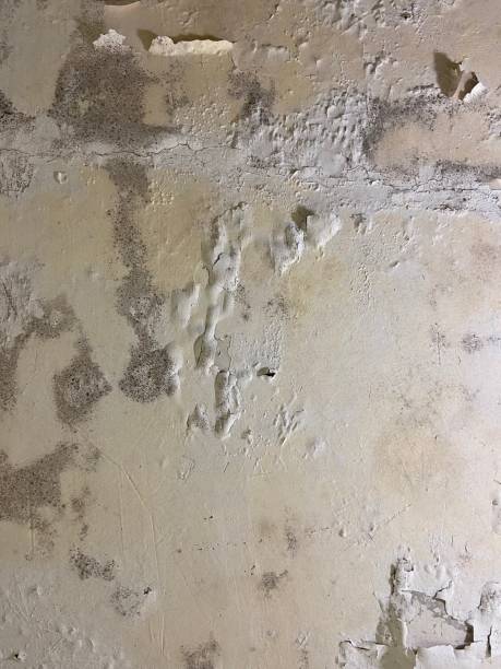 Best Mold Cleaning Services  in Lawtey, FL