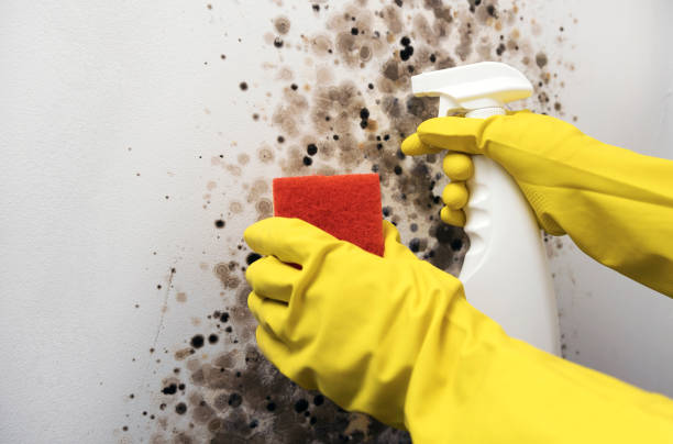 Best Best Mold Removal Companies  in Lawtey, FL