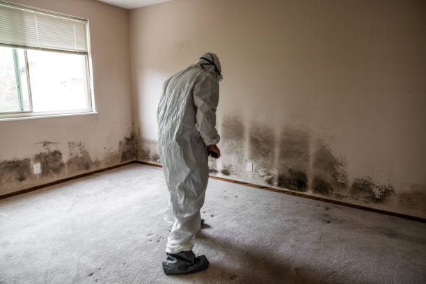 Best Home Mold Removal  in Lawtey, FL