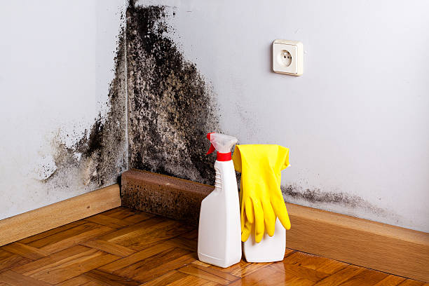 Best Attic Mold Removal  in Lawtey, FL