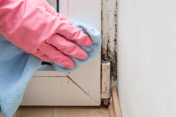 Best Mold Remediation  in Lawtey, FL