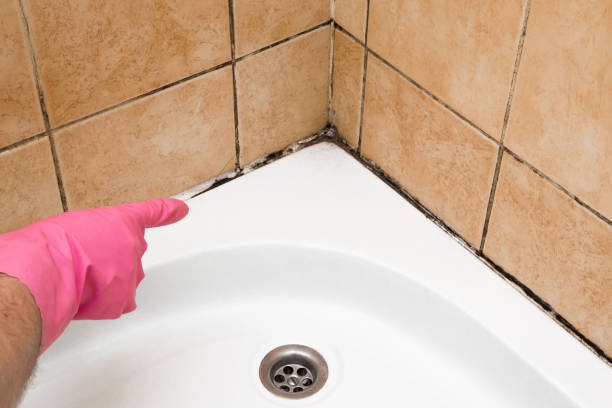 Professional Mold Removal in Lawtey, FL